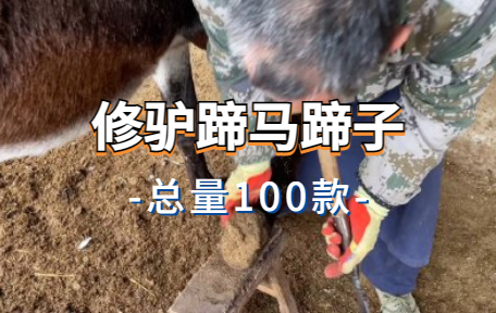 【100款】修驴蹄马蹄子解压视频素材-零八素材网