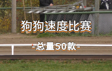 【50款】狗狗速度比赛视频素材-零八素材网