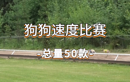 【50款】狗狗速度比赛视频素材-零八素材网